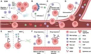 Microfluidic Chips Revolutionize Cancer Immunotherapy Modeling for Precision Patient Care